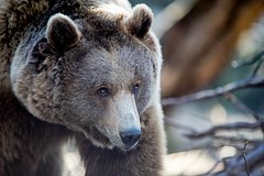 Read more about the article Медведь напал на туриста
